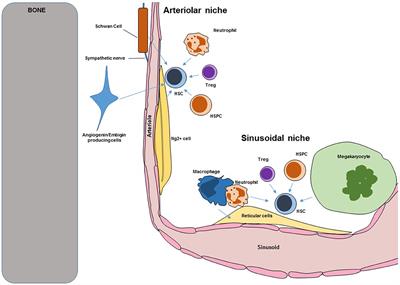 Leukocyte Trafficking and Regulation of Murine Hematopoietic Stem Cells and Their Niches